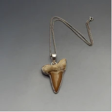 Charles Albert Shark Tooth Fossil Pendant